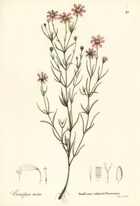 Kis rózsa színű coreopsis, Coreopsis rosea alkotó: Endicott Endicott