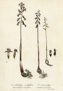 Foltos korallgyökér, Corallorhiza maculata és őszi korallgyökér, Corallorhiza odontorhiza (sok virágú korallgyökér, Corallorhiza multiflora és fogazott korallgyökér, C alkotó: Endicott Endicott
