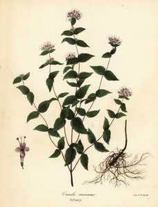Köves menta, fagymenta, dittany és amerikai dittany, Cunila origanoides (Cunila mariana) alkotó: Endicott Endicott