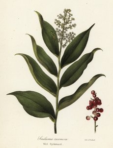 Treacleberry, Maianthemum racemosum (vad spikenard, Smilacina racemosa) alkotó: Endicott Endicott