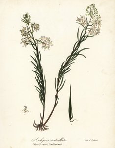örvényes selyemfű, keleti selyemfű, zsurló vagy örvényes fecskefű, Asclepias verticillata alkotó: Endicott Endicott