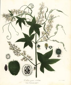 Vaduborka, tüskés uborka, uborka vagy vadbalzsam alma, Echinocystis lobata