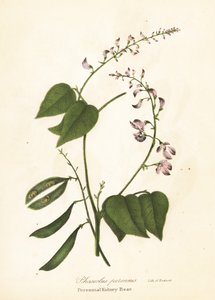 Vad vesebab, Phaseolus polystachios (évelő vesebab, Phaseolus perennis)