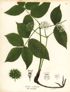 Vad sarsaparilla, Aralia nudicaulis alkotó: Endicott Endicott