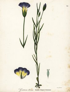 Szélmalom rojtos tárnics, Gentianopsis detonsa (Kis rojtos encián, Gentiana detonsa) alkotó: Endicott Endicott