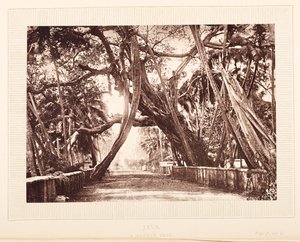 Banyan fa, Java alkotó: English Photographer