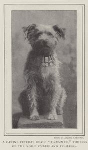 Egy kutya veterán halott, dobos, a Northumberland Fusiliers kutyája alkotó: English Photographer