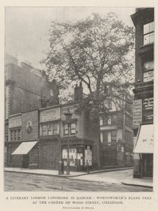 Veszélyben lévő londoni irodalmi nevezetesség, Wordsworths platán a Wood Street sarkán, Cheapside alkotó: English Photographer