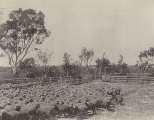 Egy Sheep állomás Dél-Queenslandben alkotó: English Photographer