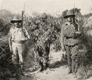 Egy bokornak álcázott török mesterlövész letartóztatásban van, miután az ANZAC csapatai elfogták, a „The Great War: A History” III. kötetből, 1916 alkotó: English Photographer