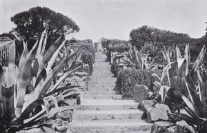 Egy kicsit a Tresco kertjében (f/w fotó) alkotó: English Photographer
