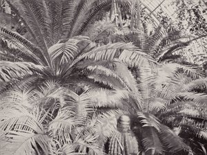 Cikádok egy csoportja a Kew-i Pálmaházban (fekete-fehér fotó) alkotó: English Photographer