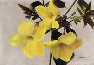 Allamanda Schottii Hendersonii (színes fénykép) alkotó: English Photographer