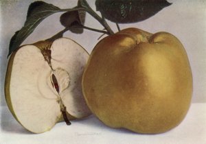 Apple, Lord Derby (színes fénykép) alkotó: English Photographer