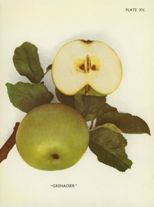 Anglia almái: Grenadier (színes fotó) alkotó: English Photographer