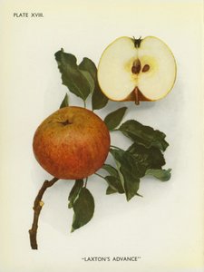 Anglia almái: Laxton