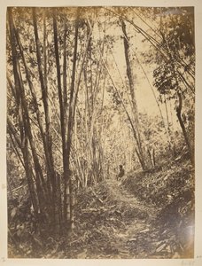 Bambusz erdő a Teestán.  Darjeeling kilátásai. 1870-es évek alkotó: English Photographer