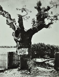 Brockley Lane: Old Oak, London, 1890 alkotó: English Photographer