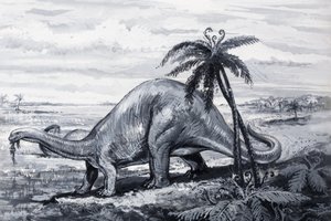 Brontosaurus alkotó: English Photographer
