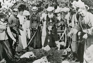 Macskabemutató a királyi botanikus kertben, Westminsterben, 1900-ban alkotó: English Photographer