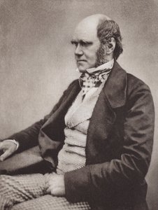 Charles Darwin, portré, 1854 körül, a Maull  Fox fotójáról (fekete-fehér fotó) alkotó: English Photographer
