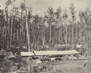 Childers Sawmill, Gippsland alkotó: English Photographer