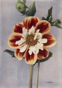 Collerette Dahlia, Gallia (színes fotó) alkotó: English Photographer