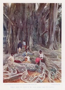 Az assami gumifa, Ficus Elastica különös gyökerei és törzse (színes fotó) alkotó: English Photographer