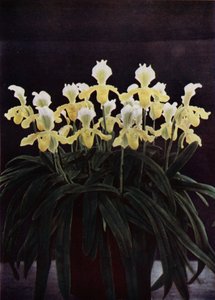 Cypripedium Insigne Sanderae (színes fotó) alkotó: English Photographer