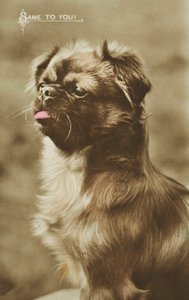 Nyelvét kidugó kutya (színes fotó) alkotó: English Photographer