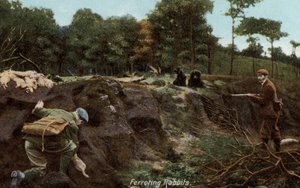 Nyulak vadászgörénye vidéken alkotó: English Photographer