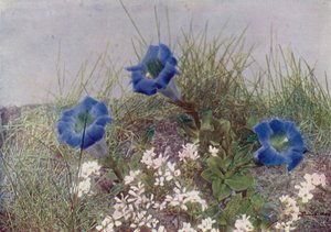 Gentiana Acaulis és Draba Dediana (színes fotó) alkotó: English Photographer
