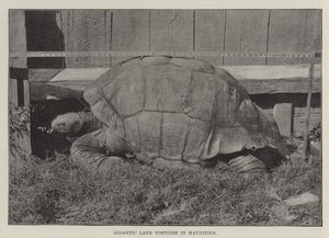 Gigantikus szárazföldi teknős Mauritiuson alkotó: English Photographer