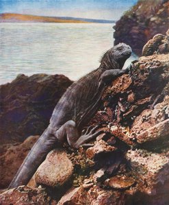 Nagy tengeri leguán az egyik Galápagos-szigeten (színes fotó) alkotó: English Photographer