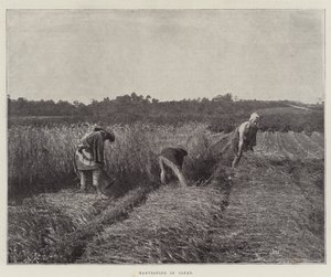 Betakarítás Japánban alkotó: English Photographer