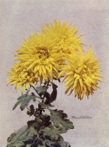 Horace Martin (színes fotó) alkotó: English Photographer