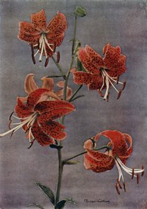 L Maximowiczii (nyomtatás) alkotó: English Photographer