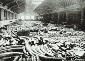 London Docks: elefántcsont raktár, 1895 alkotó: English Photographer