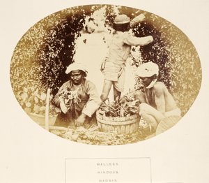 Mallees (kertészek), hinduk, madras, az India népe, J. Forbes Watsontól, 1868-ban (albumnyomat) alkotó: English Photographer