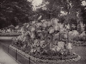Monstera Deliciosa a Battersea Parkban (fekete-fehér fotó) alkotó: English Photographer