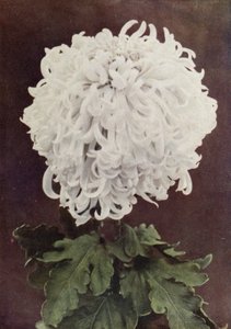 Gilbert Drabble asszony (színes fénykép) alkotó: English Photographer