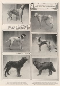 A Kennel Clubs Negyvenhatodik Kiállításának jelentős díjazottjai