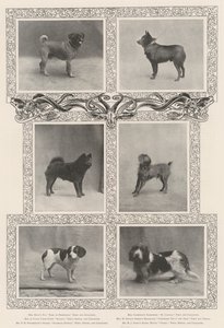 A Kennel Clubs Negyvenhatodik Kiállításának jelentős díjazottjai