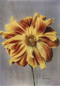 Paeony-virágos dália, A gésa (színes fotó) alkotó: English Photographer