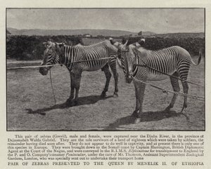 Zebrapárt az etióp II. Menelik ajándékozott a királynőnek alkotó: English Photographer