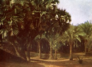 Palm Grove Karnak közelében, Egyiptom alkotó: English Photographer