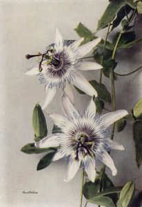 Passiflora Coerulea, Constance Elliott (színes fotó) alkotó: English Photographer