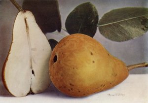 Körte, Durondeau (színes fénykép) alkotó: English Photographer