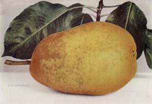 Pear, Pitmaston Duchess (színes fénykép) alkotó: English Photographer