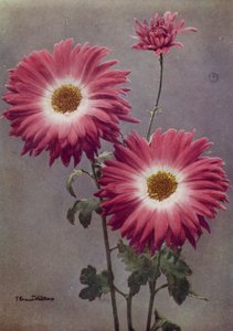 Percy Arnold (színes fotó) alkotó: English Photographer